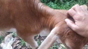 2 months and 6 days old female cow licking my hand.