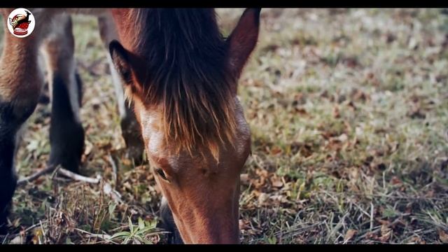 horse mating 4k  horse mating videos    horse mating race   horse mating girl  horse