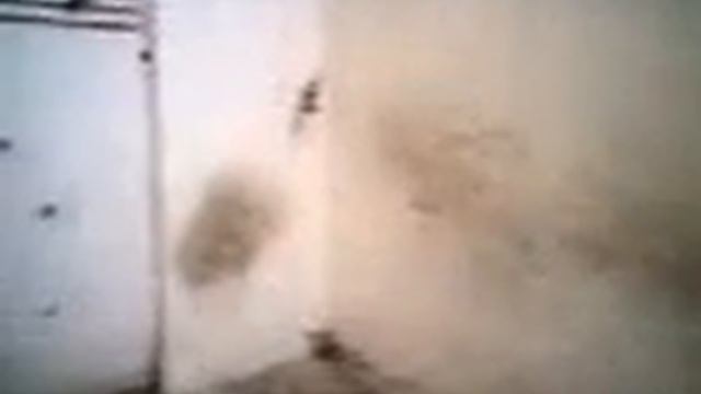 Jack Russell running on The Wall (tara) смотреть онлайн