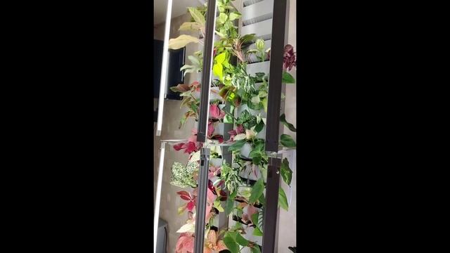 Вертикальное озеленение.