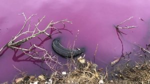 В ярко-розовый цвет окрасилось озеро в центре Краснодара