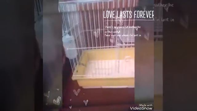 Адам клетку бесплатно !!! смотреть онлайн