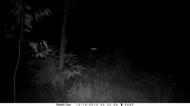 Elephant group reacts to leopard growl смотреть онлайн