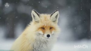 Мелодия : ,,Жажда приключений,, / поднимающая настроение мелодия