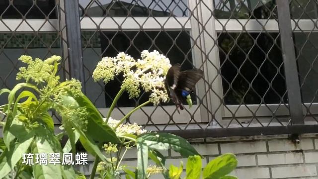 天氣好，蝴蝶飛舞冇(ㄇㄡˊ)骨消