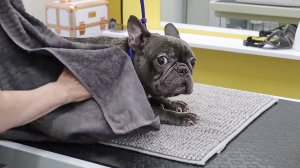 уход для французского бульдога: купание, сушка, стрижка когтей и чистка ушей