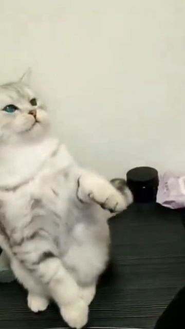 Ещё больше котиков в канале https://t.me/cotorai