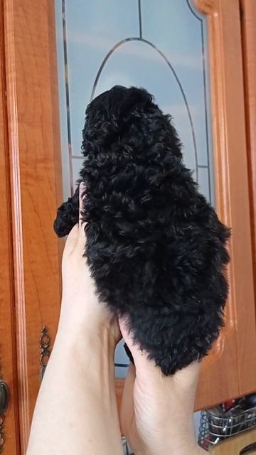 щенок пуделя. девочка смотреть онлайн