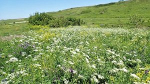 Парад Цветов Сейна июнь 2024