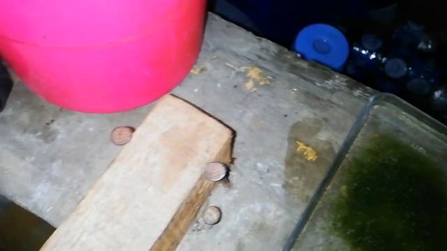 CARA PANEN TELUR KUTU AIR LIAR (MOINA SP) смотреть онлайн