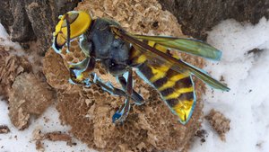 Гнездо шершней