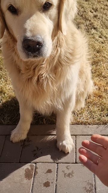 ДАЙ ЛАПУ ДРУГ смотреть онлайн