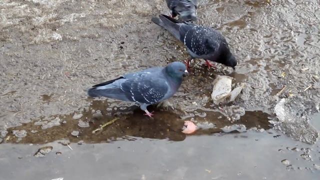 Голуби клюют колбаску