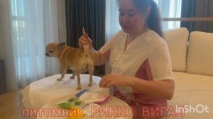 чистка парааанальных желез чихуахуа
