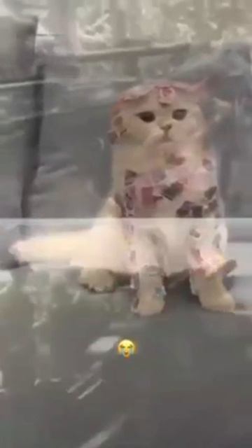 Ещё больше котиков в канале https://t.me/cotorai