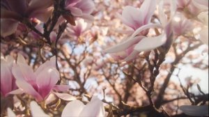 Поздравление с Днём Учителя от Марии, Болгария-Австрия