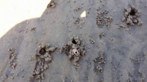 море крабов на берегу Индийского океана