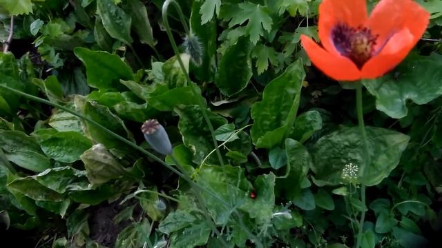 Дикий мак смотреть онлайн