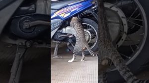подборка смешных котиков