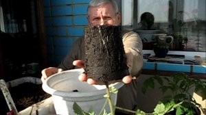 Переваливаю помидор в вазон