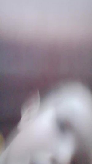 шалаш