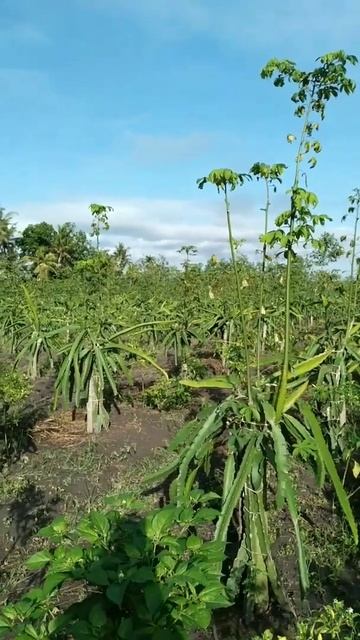 dragon fruit farm #shorts смотреть онлайн