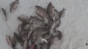 ТАК Я НЕ РЫБАЧИЛ НЕ КОГДА!!! ХАПУГИ ТРЕЩАТ И НЕ ЛЕЗУТ В ЛУНКУ!!!