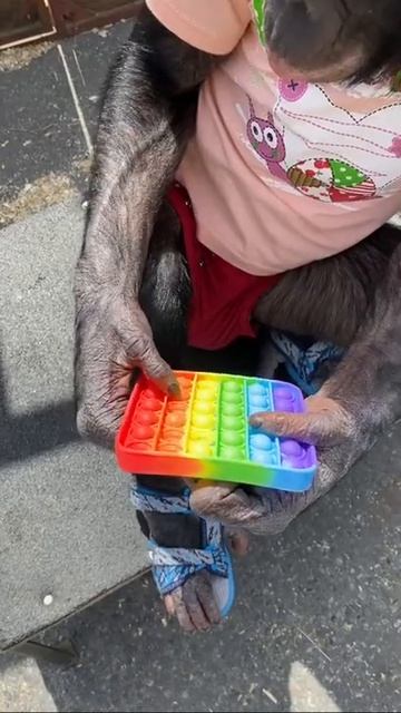 ПОП-ИТ В ЗООПАРКЕ смотреть онлайн