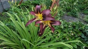 Лилейник Black Arrowhead