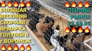 🔥🔥🔥 22.03.25. Большая весенняя сборная ярмарка голубей в г.Воронеж.