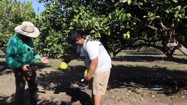 Discover Asian Fruit Secrets from Pioneering NT Orchard! Jackfruit, Durian, Pomelo, Mango and more!