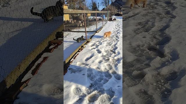 Победил гусыню 🪿 забрал яйца из гнезда 🪺