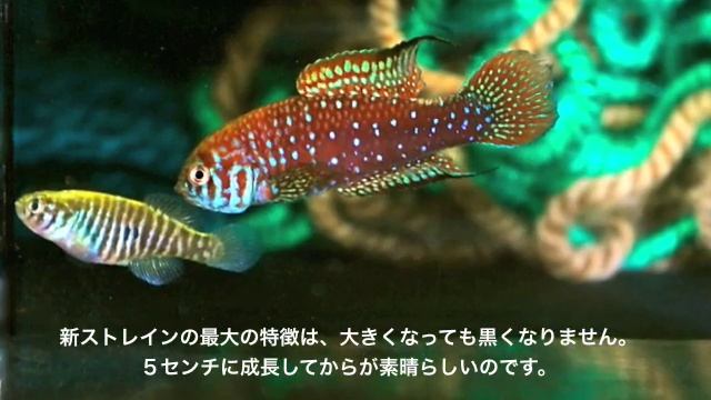 KIllifish-Sim.boitonei смотреть онлайн