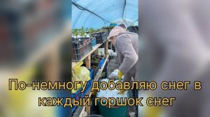 Как полить растения в теплице зимой?