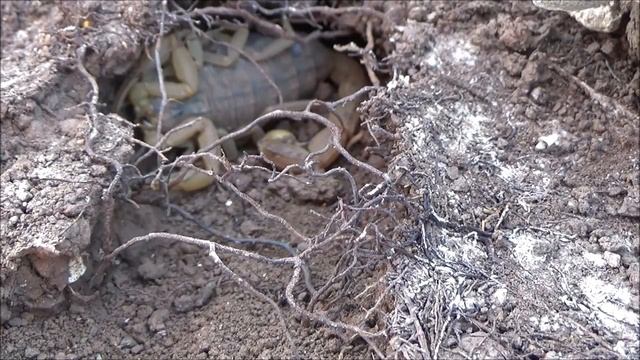 Akrep Soktu Hastanelik Oldum Ölüyordum