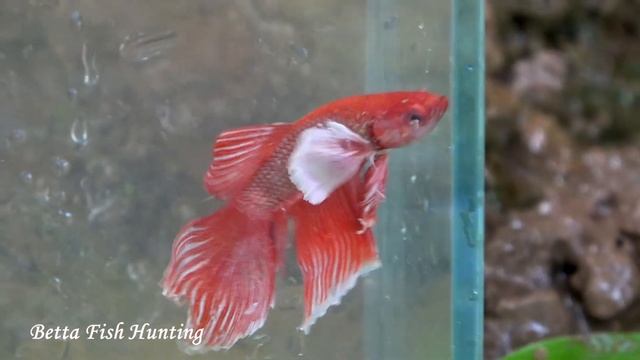 Wow Unbelievable!! Found Black Samurai Betta Fish In Water Channel By @bettafishhunting5486 смотреть онлайн