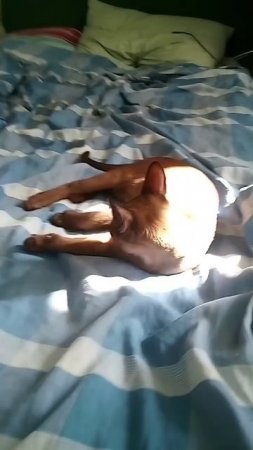 #котики#😺#####@