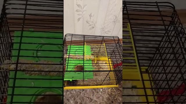 Уборка клетки хомяка Лаки смотреть онлайн