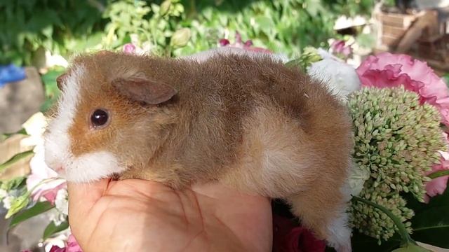 ам.тедди мальчик смотреть онлайн