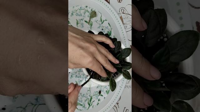 Пересадка трейлеров