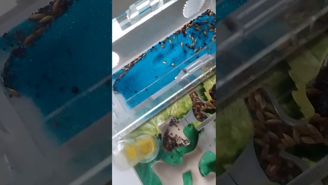 мои муравьи смотреть онлайн