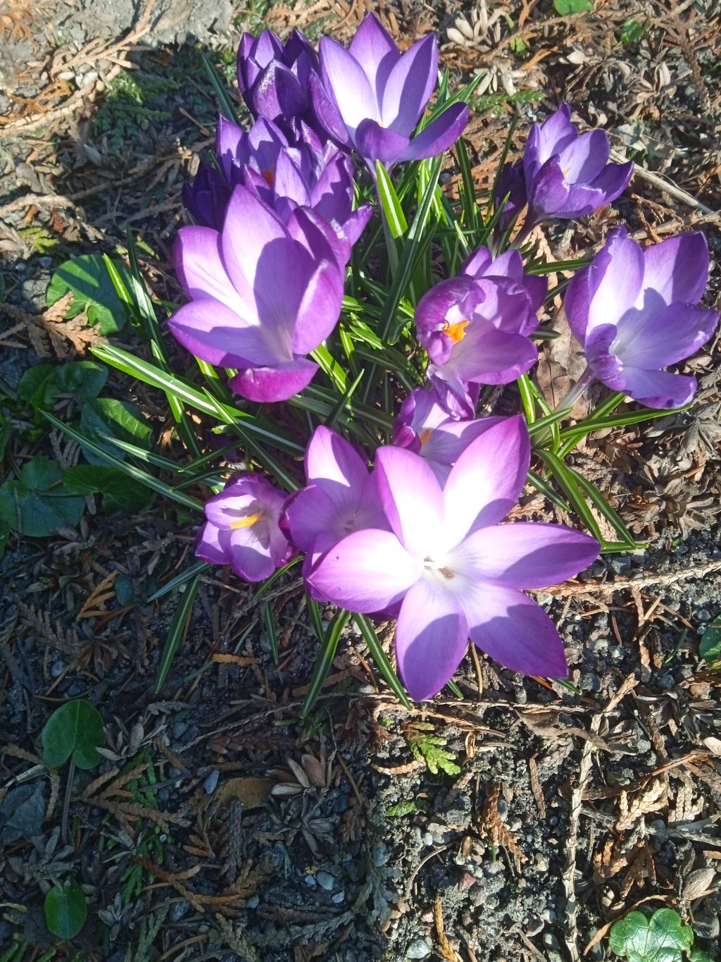 утренний чир