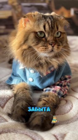 Хороших выходных!😻 #котики #выходные #кот