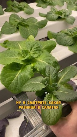 Салаты в квартире
