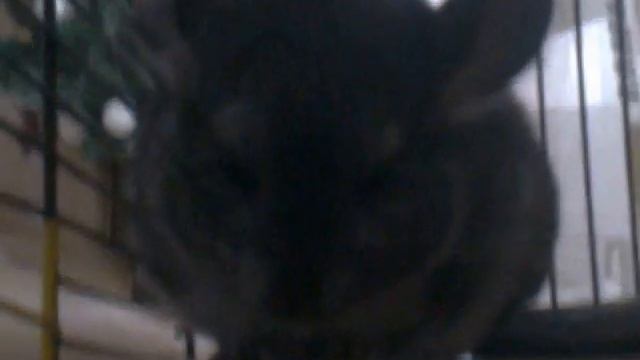 Маша в клетке.3gp смотреть онлайн