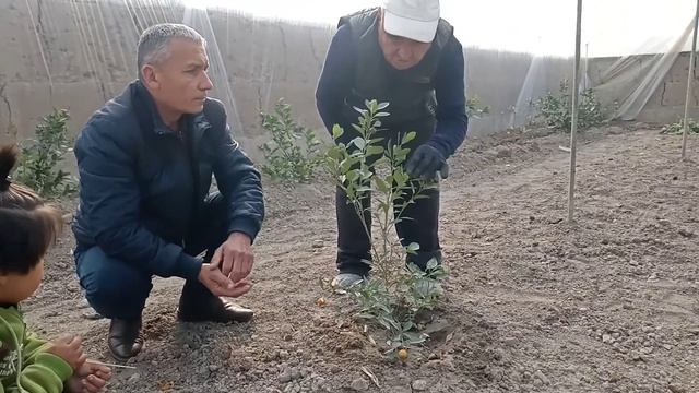 Мандарин етиштирш смотреть онлайн