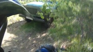 лесной нежданчик