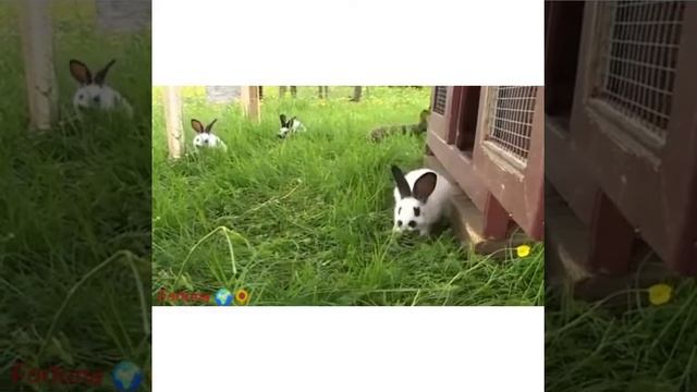 2023 yil - Quyon yili 🐰Bu galgisi har 60 yilda keladigan qora suv quyoni yoki ( mushuk)🌻 смотреть онлайн