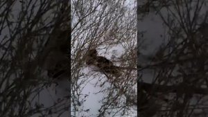 Проверка и снятие петель , корсак в петле.