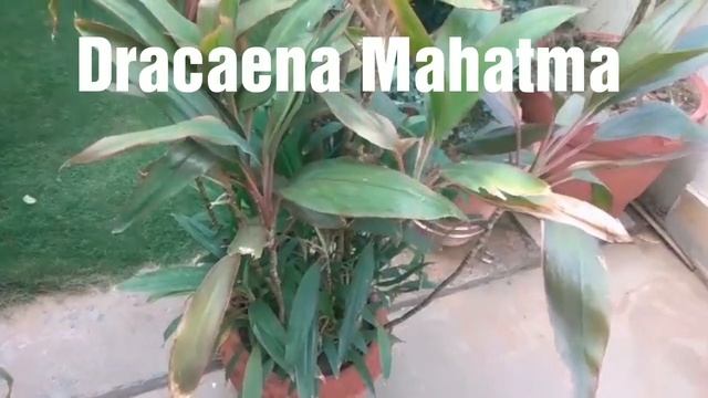 Few types of Dracaenas in my garden- Mita Bishnoi Garden tips